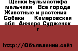 Щенки Бульмастифа мальчики - Все города Животные и растения » Собаки   . Кемеровская обл.,Анжеро-Судженск г.